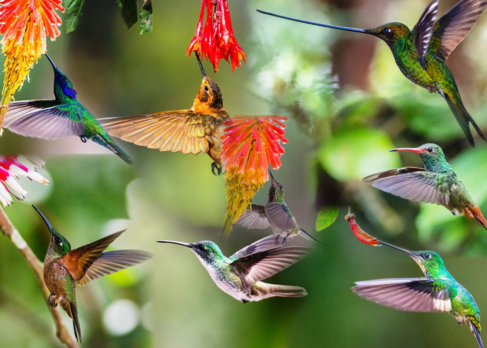 ecuador hummingbird tours